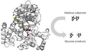 Enzyme catalysis: maltose substrate to glucose products