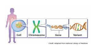 Diagram showing cell, chromosome, gene, and variant