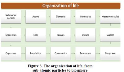 Organization of life from subatomic particles to biosphere