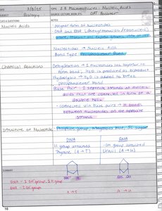 Handwritten notes on nucleic acids