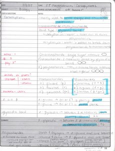 Handwritten notes on carbohydrates