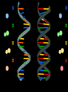 Comparison of DNA and RNA structure, showing double helix for DNA and single strand for RNA, with base pairing and sugar differences