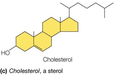 Cholesterol structure, a sterol