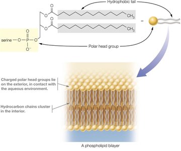 Phospholipid bilayer formation, showing hydrophobic tails and hydrophilic heads