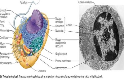 Schematic and electron micrograph of a typical animal cell