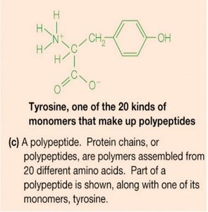 Tyrosine, one of the 20 amino acids, as a monomer of polypeptides