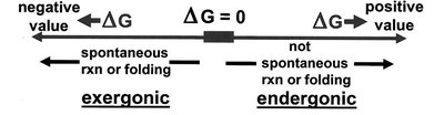 Peptide bond formation