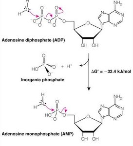 ADP hydrolysis