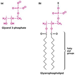Glycerol 3-phosphate and glycerophospholipid structure