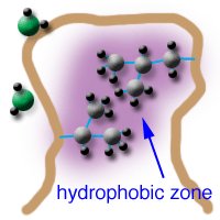 Hydrophobic zone in biomolecules