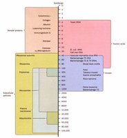 Cellular fractionation chart