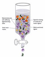 Affinity chromatography column diagram