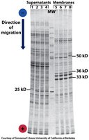 SDS-PAGE gel example