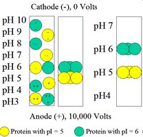 Isoelectric focusing diagram
