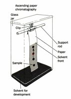Ascending paper chromatography setup