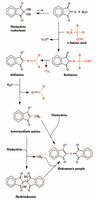 Ninhydrin reaction mechanism for amino acid visualization
