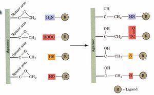 Ligand attachment to agarose matrix