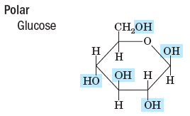 Polar glucose structure