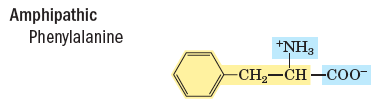 Amphipathic phenylalanine structure
