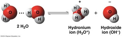 Ionization of water into hydronium and hydroxide ions