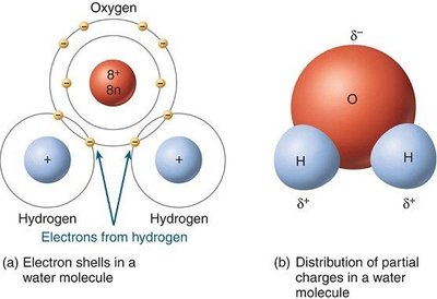 Electron shells and partial charges in a water molecule