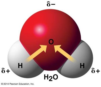 Partial charges in H2O molecule