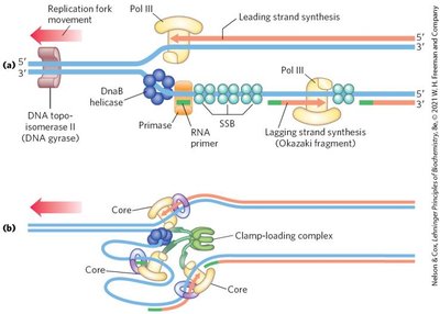 Replication fork with leading and lagging strand synthesis