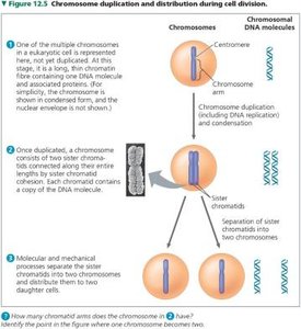 Chromosome duplication and distribution during cell division