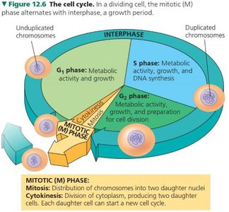 Cell cycle with S phase highlighted