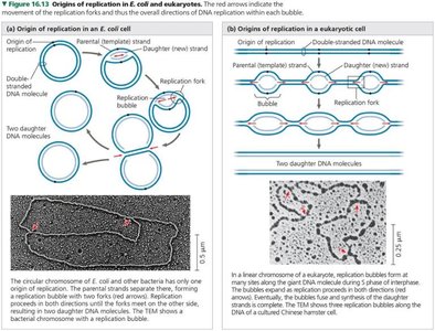 Origins of replication in E. coli and eukaryotes