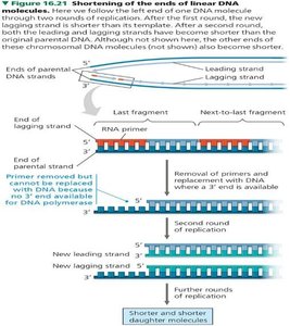 Shortening of the ends of linear DNA molecules during replication
