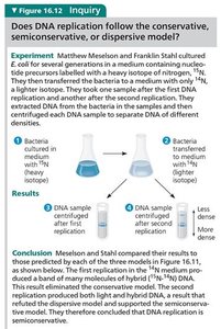 Meselson-Stahl experiment setup and results