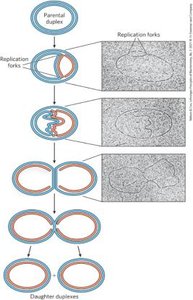 Theta structure of E. coli DNA replication