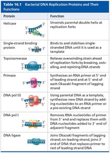 Table of bacterial DNA replication proteins and their functions
