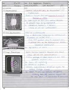 Tight junctions diagram