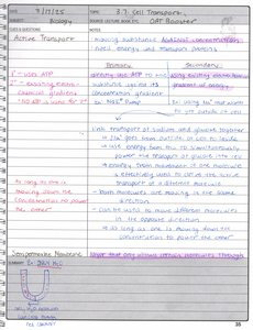 Active transport diagram
