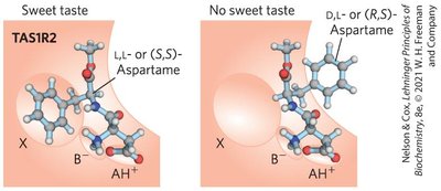 Fischer projection formulas for D- and L-glyceraldehyde