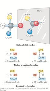 D-aldoses: Three, four, five, and six carbon sugars