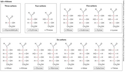 D-ketoses: Three, four, five, and six carbon sugars