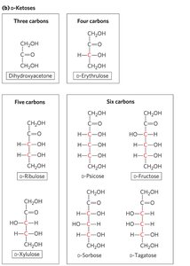 Epimers: D-mannose, D-glucose, D-galactose