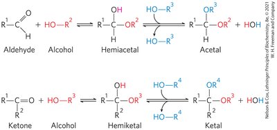 Formation of the two cyclic forms of D-glucose
