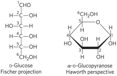 Converting D-hexose Fischer projections to Haworth perspective formulas