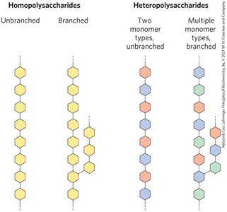 Homopolysaccharides and heteropolysaccharides