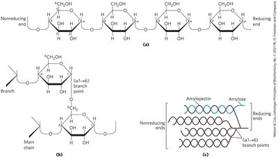 Structure of starch and glycogen