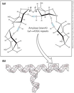 Linear structure of cellulose