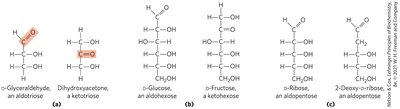 Trioses: D-glyceraldehyde and dihydroxyacetone