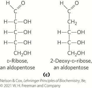 Hexoses and Heptoses: D-glucose and D-fructose