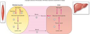 Cori cycle: lactic acid and glucose interconversion