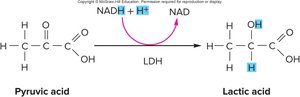 Conversion of pyruvic acid to lactic acid