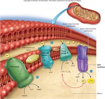 Electron transport chain and ATP synthase